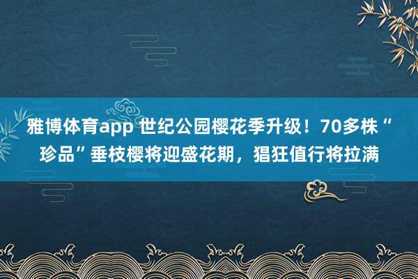 雅博体育app 世纪公园樱花季升级！70多株“珍品”垂枝樱将迎盛花期，猖狂值行将拉满